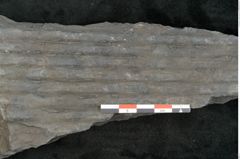 Foto (Detailansicht) von Sigillaria elongata Brongniart (NHMW-GEO-2024-0188-11071)